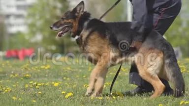 警犬、牧犬、警犬、警犬、警犬、警犬、警犬饲养、警犬危险的示范表演
